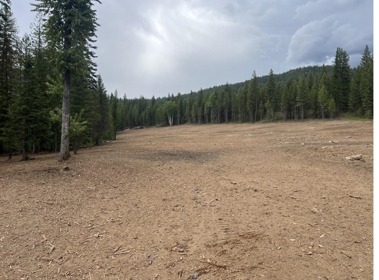 Cleared land with mulched ground in North Idaho