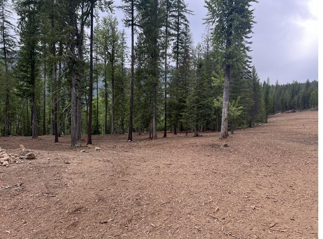 Selective land clearing leaving healthy trees standing