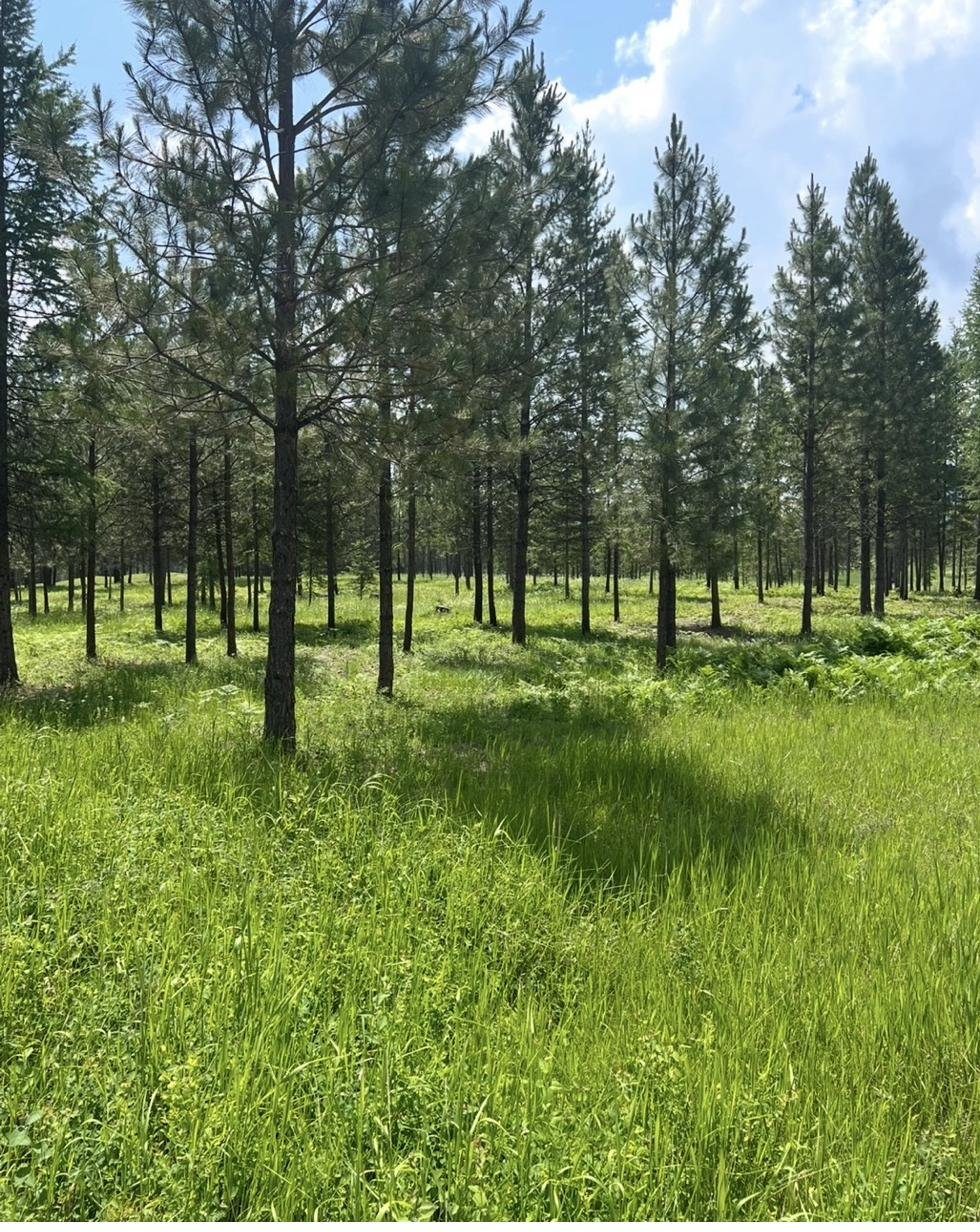 Properly thinned pine forest with healthy understory