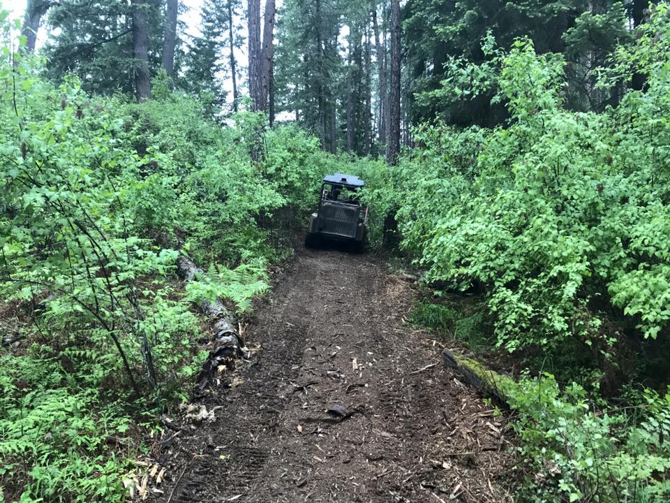 Healthy thinned forest with open canopy in North Idaho