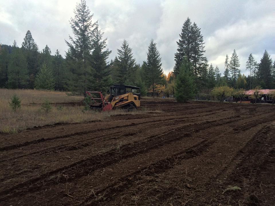 Forest after thinning and fire reduction work