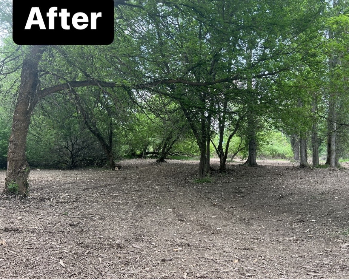 Same property after brush clearing and mulching