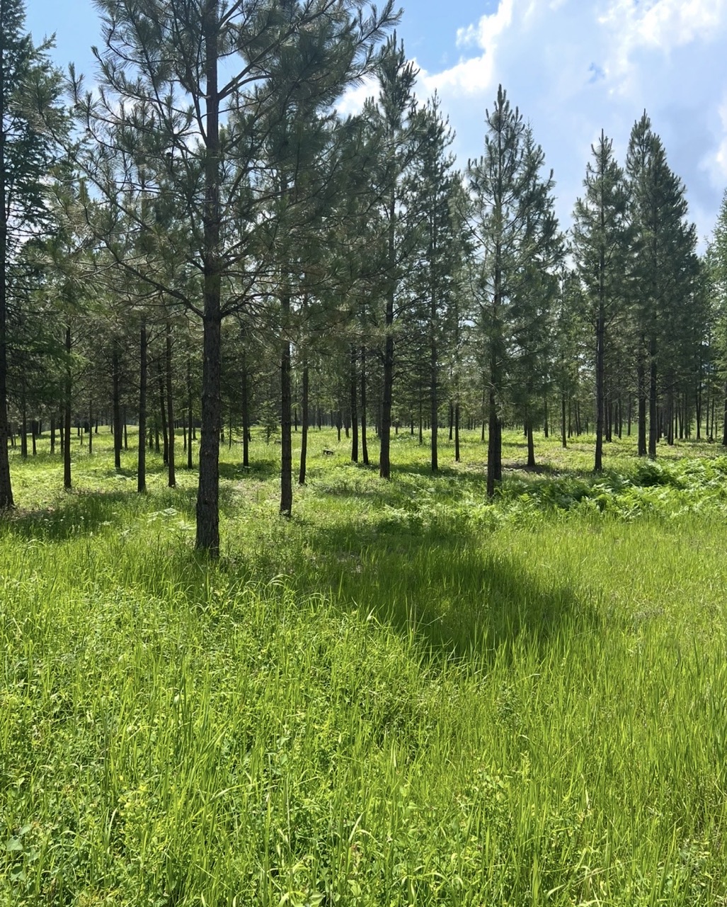Thinned forest result
