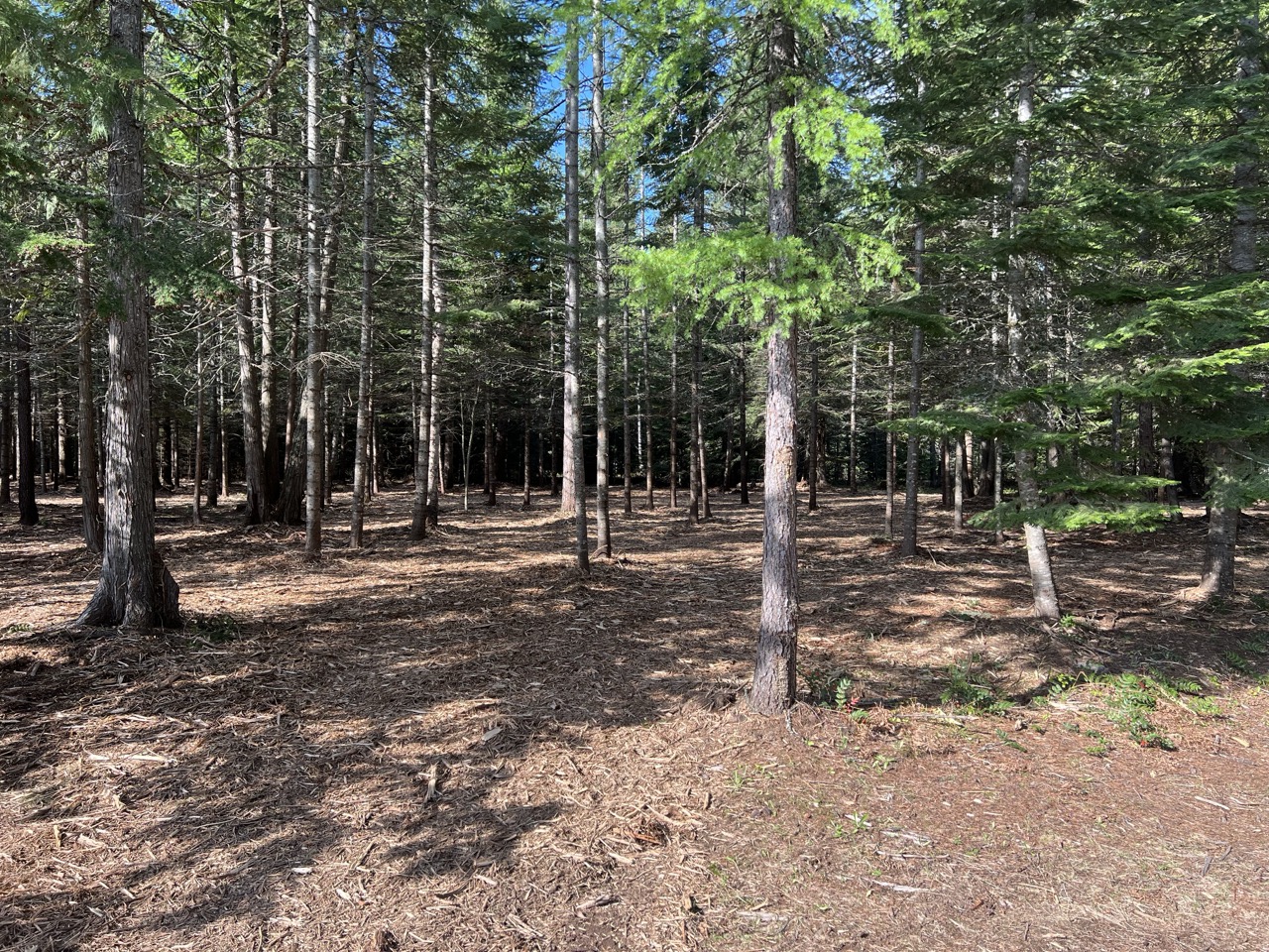 Thinned forest with mulched understory for fire reduction