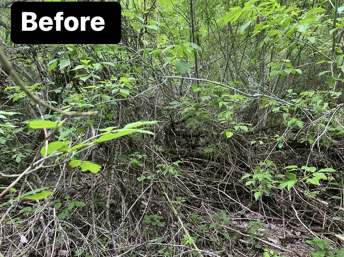 Overgrown property before brush clearing