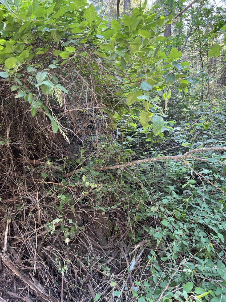 Properly thinned pine forest with healthy understory