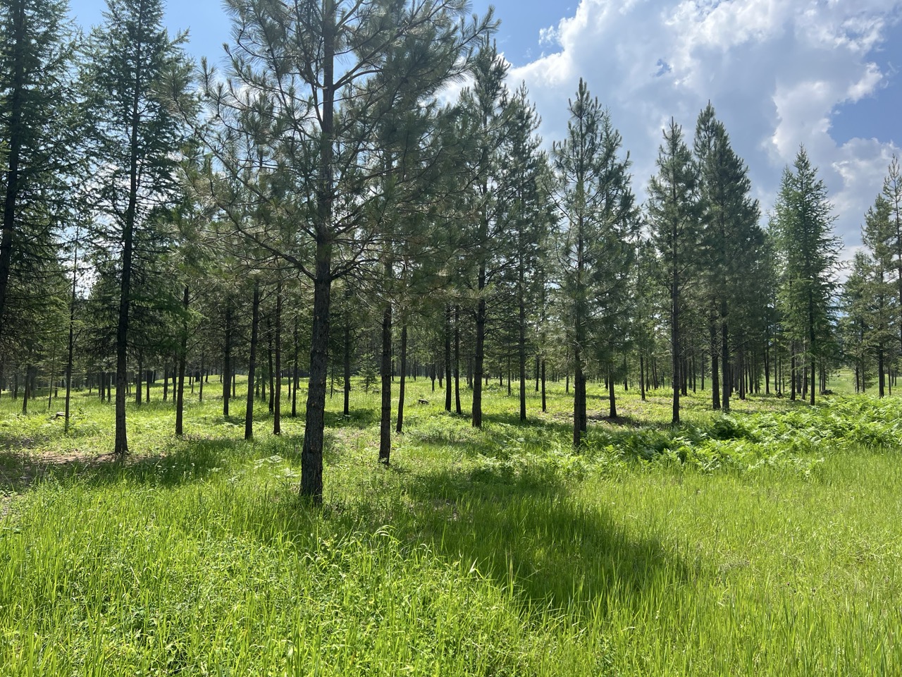Healthy thinned forest in North Idaho