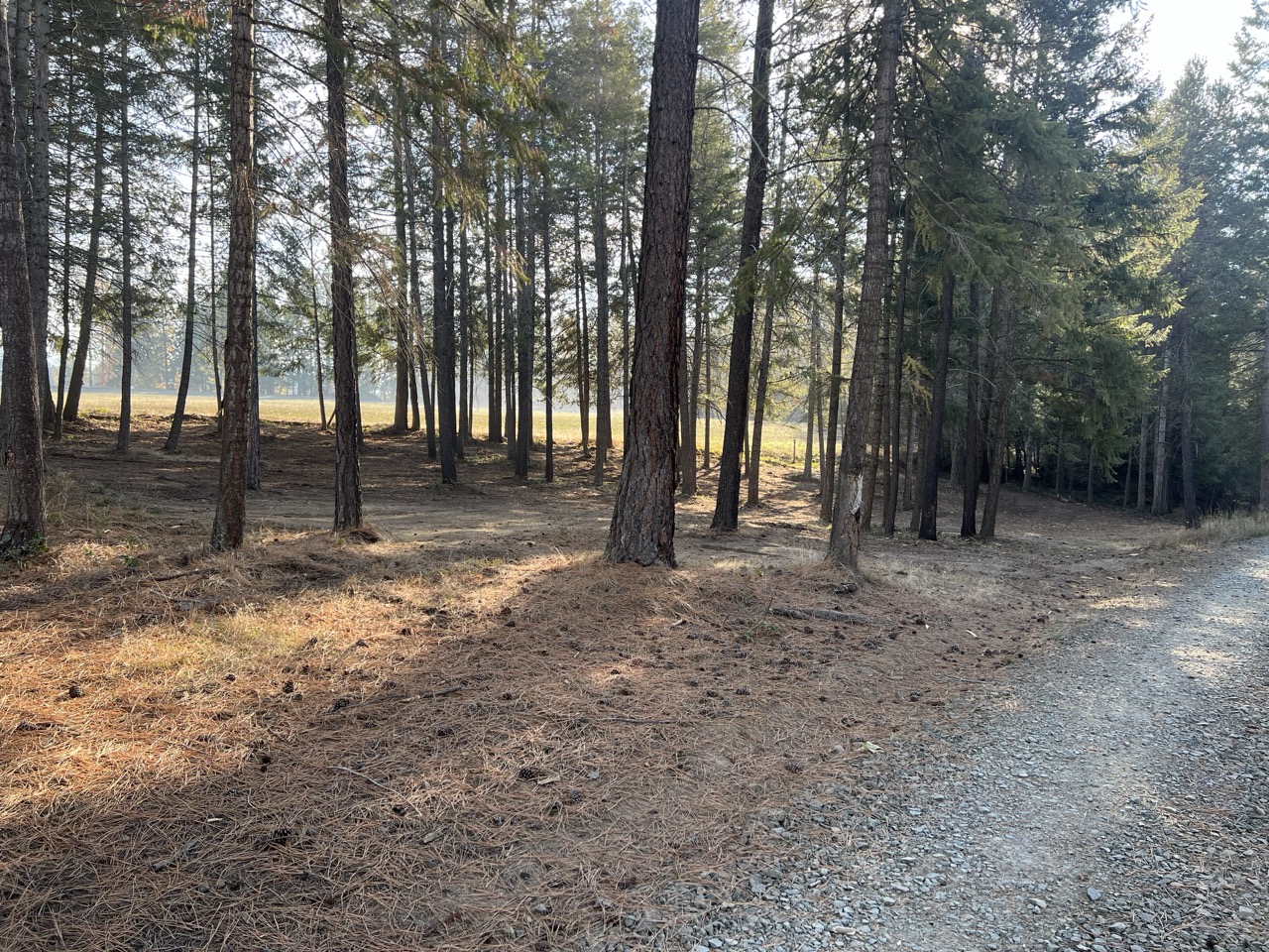 Selective land clearing leaving healthy trees standing