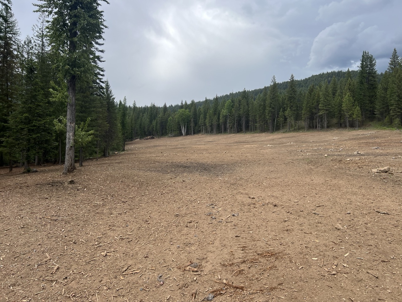 Cleared property with mulched ground after stump and brush grinding work