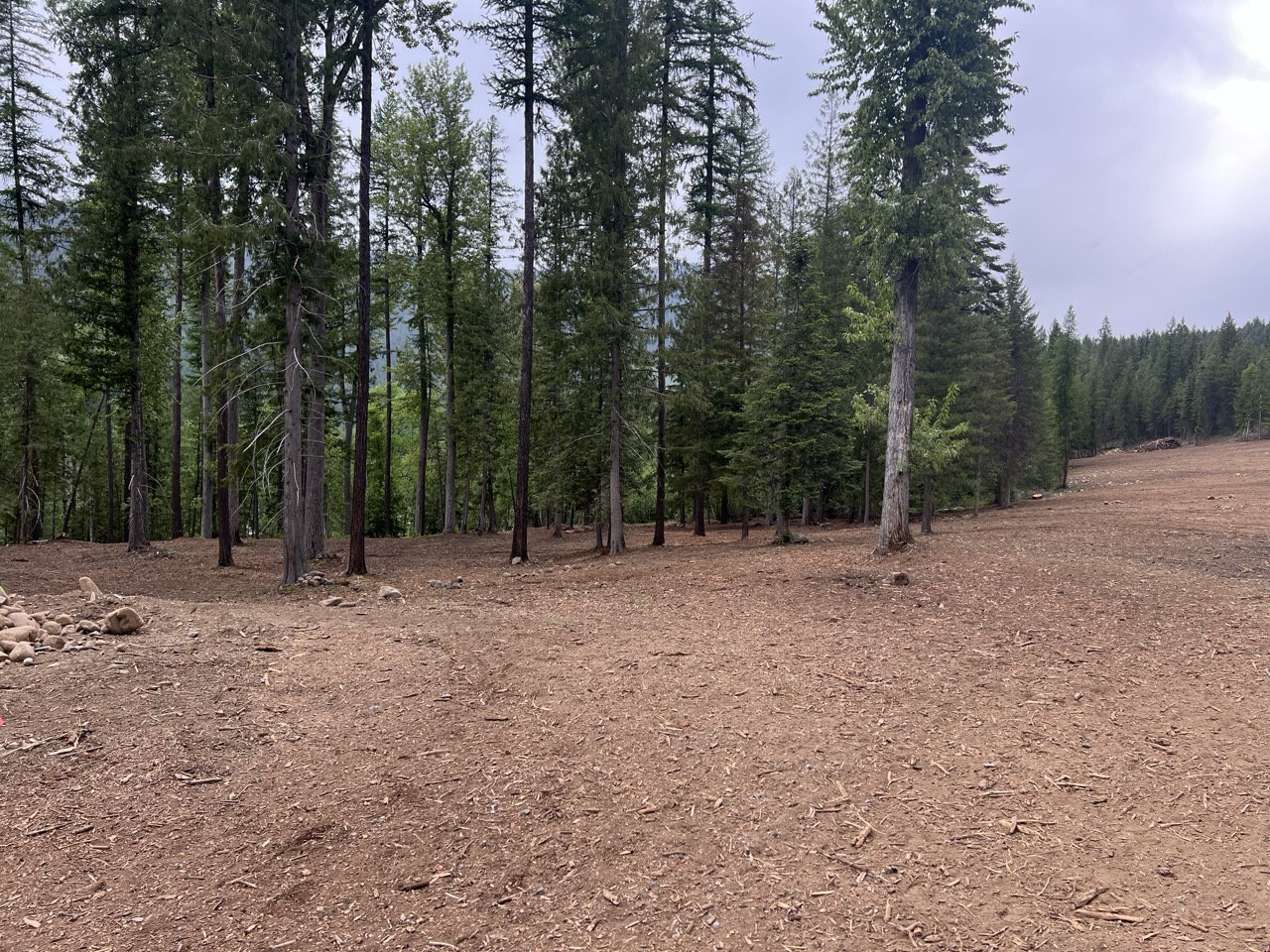 Cleared land with mulched ground in North Idaho